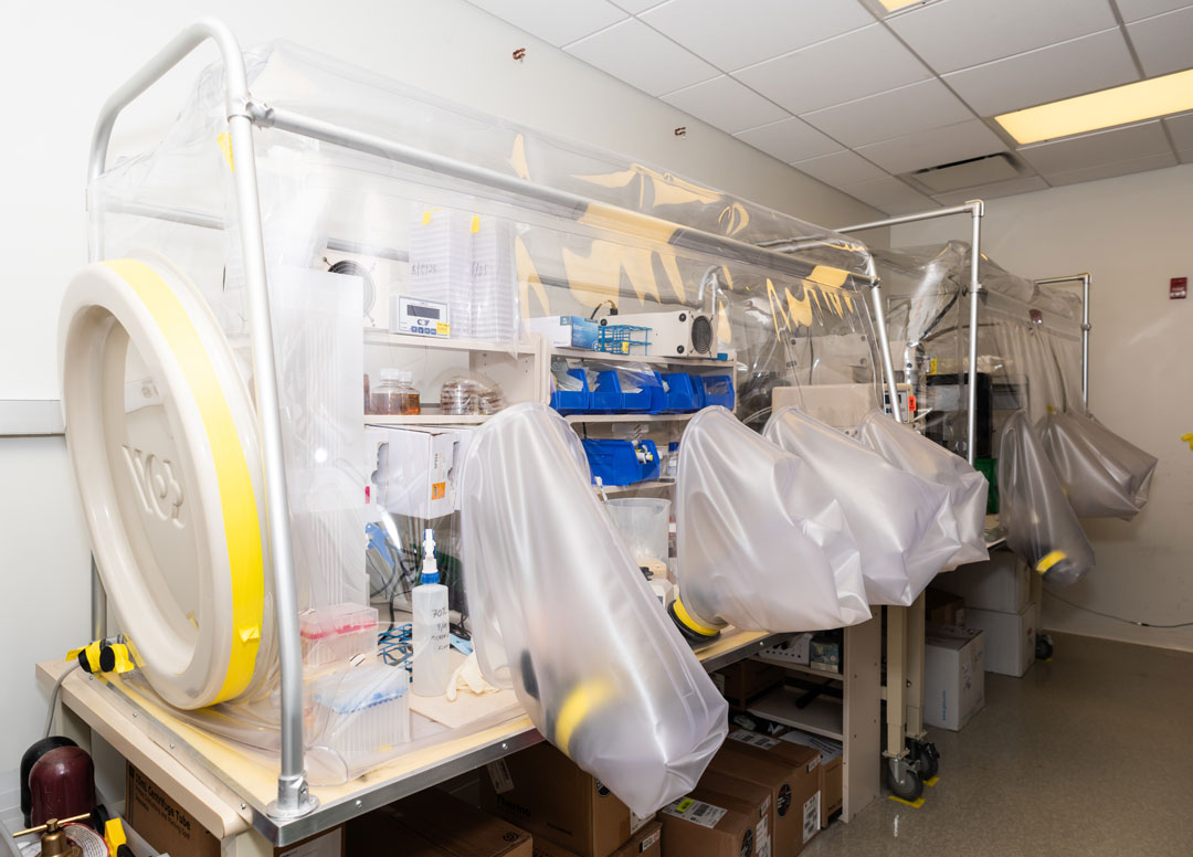 coy chamber quad size